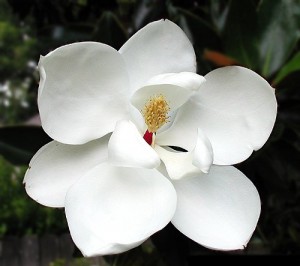 Little Gem Magnolia