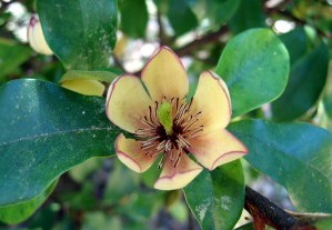 Banana Shrub