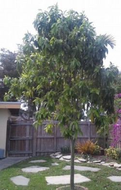 Michelia Tree - Full Grown