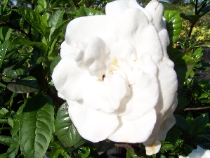 Miami Supreme Gardenia Bush