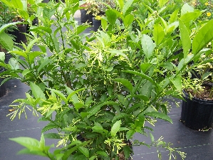 Night Blooming Jasmine